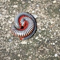 Millipedes on grunge dirty concrete floor Royalty Free Stock Photo