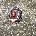 Millipedes on grunge dirty concrete floor