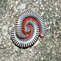 Millipedes on grunge dirty concrete floor Royalty Free Stock Photo