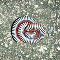 Millipedes on grunge dirty concrete floor Royalty Free Stock Photo