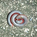 Millipedes on grunge dirty concrete floor