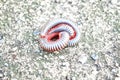 Millipedes on grunge dirty concrete floor Royalty Free Stock Photo