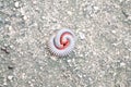 Millipedes on grunge dirty concrete floor Royalty Free Stock Photo