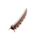 Millipedes, insect with long body and many legs look like centipedes, worm, or train Royalty Free Stock Photo