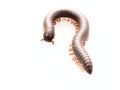 Millipedes, insect with long body and many legs look like centipedes, worm, or train