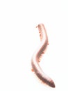 Millipedes, insect with long body and many legs look like centipedes, worm, or train Royalty Free Stock Photo