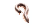 Millipedes, insect with long body and many legs look like centipedes, worm, or train