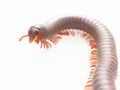 Millipedes, insect with long body and many legs look like centipedes, worm, or train