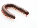 Millipedes, insect with long body and many legs look like centipedes, worm, or train