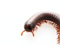 Millipedes, insect with long body and many legs look like centipedes, worm, or train