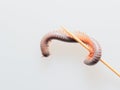 Millipedes, insect with long body and many legs look like centipedes, worm, or train