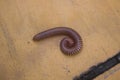 Millipedes are long-tailed animals. Similar to a train.