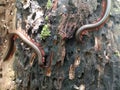 Millipedes, luing, luwing, or keluwing are arthropods that have two pairs of legs per segment. Royalty Free Stock Photo