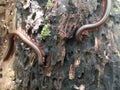 Millipedes, luing, luwing, or keluwing are arthropods that have two pairs of legs per segment.