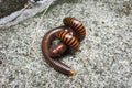 Millipedes are mating