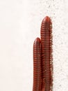 The Millipedes Mating