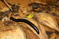 Millipedes millipede