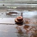 Millipedes are an order of invertebrates belonging to the phylum Arthropoda, class Myriapoda. Diplopoda. Circular form. on the wet Royalty Free Stock Photo