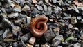 Millipedes are an order of invertebrates belonging to the phylum Arthropoda Royalty Free Stock Photo