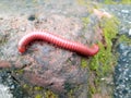 millipedes that roll themselves up to protect themselves from enemies