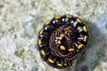 Millipedes rolled its body for protection Royalty Free Stock Photo