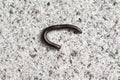 A millipedes on the stone floor Royalty Free Stock Photo
