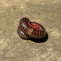 Millipedes are unique and terrifying animals Royalty Free Stock Photo