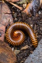 A millipedes walking for food on the ground