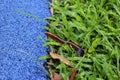 Millipedes walks into the grass to hide from asphalt floor ,selective focus