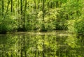 Cypress Trees and Their Reflections on a Spring Day.