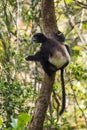 Milne-Edwards`s Sifaka - Propithecus edwardsi