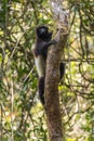 Milne-Edwards`s Sifaka - Propithecus edwardsi