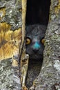 Milne edwards sportive lemur - Lepilemur edwardsi, Madagascar nature