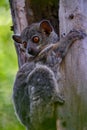 Milne edwards sportive lemur - Lepilemur edwardsi, Madagascar nature