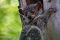 Milne edwards sportive lemur - Lepilemur edwardsi, Madagascar nature