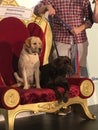 Milo and Honey celebrity dogs