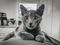 Milo the Russian Blue cat posing for picture Royalty Free Stock Photo