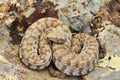 Milos viper, the rarest snake in Europe Royalty Free Stock Photo