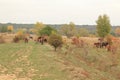 Milovice and European Wild Horse Czechia Royalty Free Stock Photo