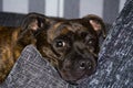 Milow taking it easy on a pillow on a Gray background.