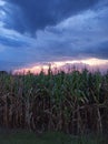 Milpa with a beautiful sunset in the background on the outskirts of TepatitlÃÂ¡n de Royalty Free Stock Photo