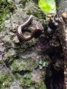 milpeda multi-legged animal walking on mossy rocks