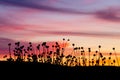 Milticolored sunset with thistles in foreground