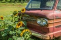 Milton, Georgia USA - June 26, 2021 Rusty vintage Chevy corvair truck in a sunflower field closeup Royalty Free Stock Photo