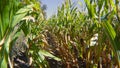 Rows of fresh unpicked corn Royalty Free Stock Photo