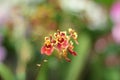 Miltonia orchid Royalty Free Stock Photo