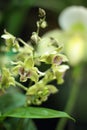 Miltonia orchid Royalty Free Stock Photo
