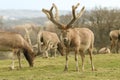 Stunning Milu Deer also known as Pere David`s Deer Elaphurus davidianus grazing on the top of a hill.