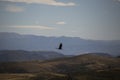 Milvago chimachima bird in Cordillera Real, Andes, Bolivia