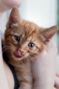 cute ginger kitten showing tongue
